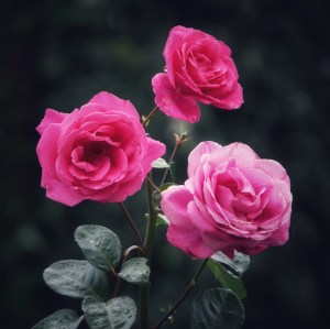 Pink roses in the rain