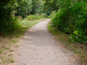 A path leading into the distance, surrounded by green vegetation