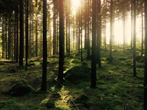 Sunlight shining through the trees of a forest