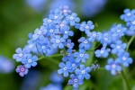 A close-up shot of forget-me-not flowers