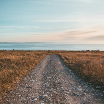 A gravel road leads through a field of dry grass, towards the sea
